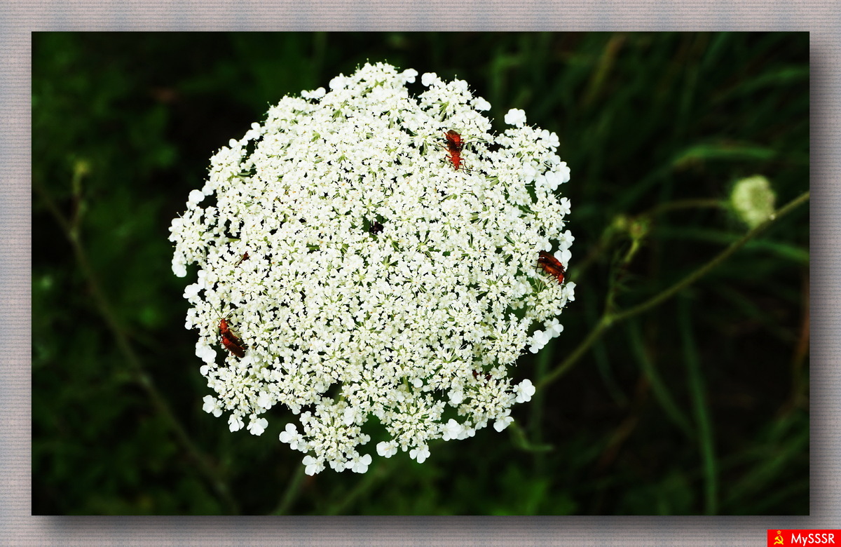 Nature Photo.  .