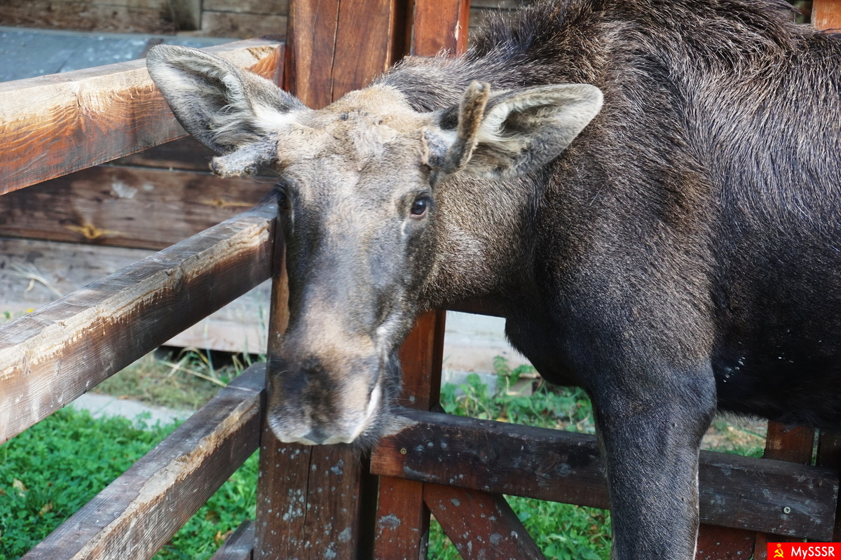 &#769; &#769; (.  , . Puszcza Bia&#322;owieska)