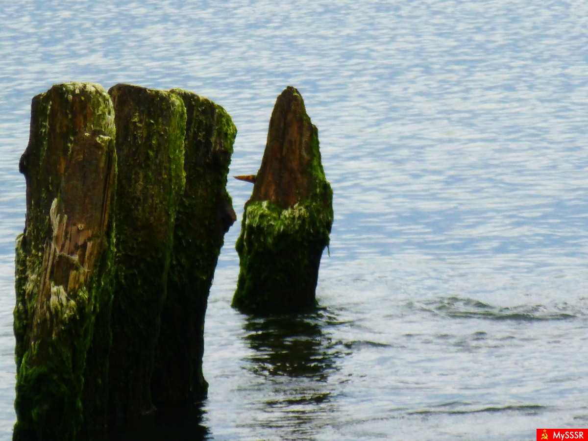 Nature Photo.  .