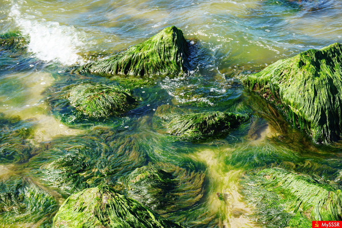 Nature Photo.  .
