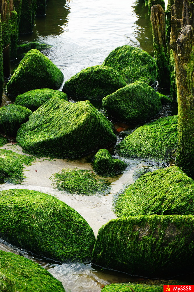 Nature Photo.  .