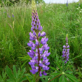 Photo Nature.  .