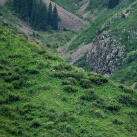 Nature Life.  .  .