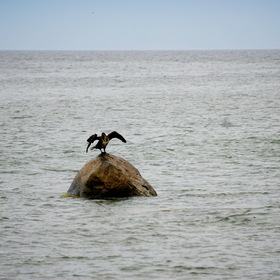Nature Photo.  .