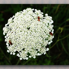 Nature Photo.  .