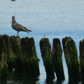 Nature Photo.  .