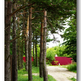Nature Photo.  .