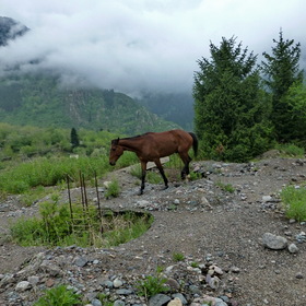 Nature Life.  .