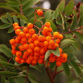 Nature Photo.