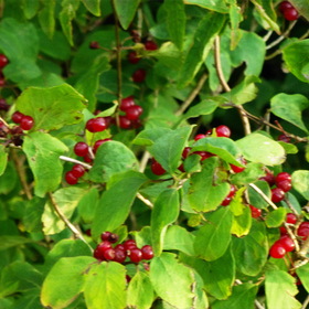 Nature Photo.  .