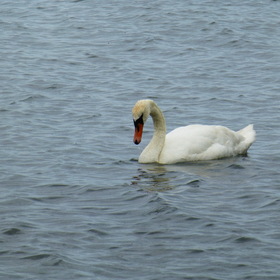 Photo Nature.  .