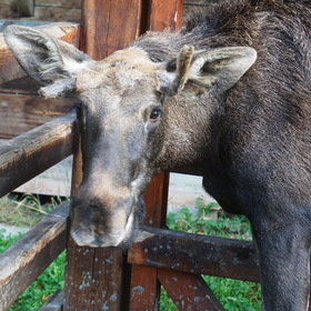 &#769; &#769; (.  , . Puszcza Bia&#322;owieska)