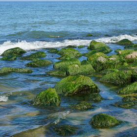 Nature Photo.  .