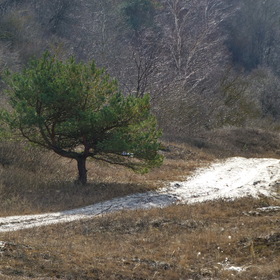 Nature Photo.  .