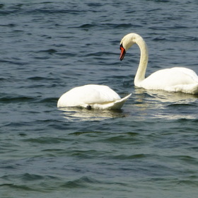Photo Nature.  .