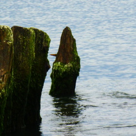 Nature Photo.  .