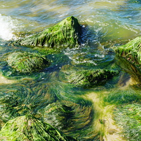 Nature Photo.  .