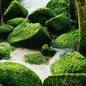 Nature Photo.  .